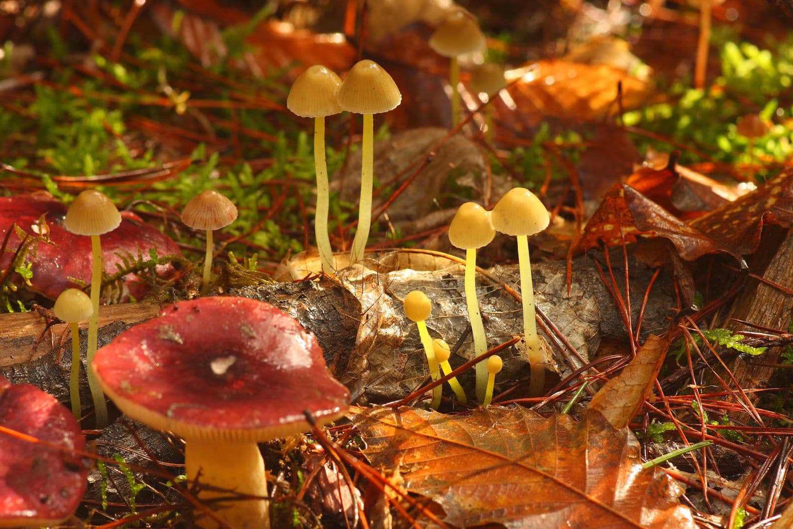 Decorative mushroom background